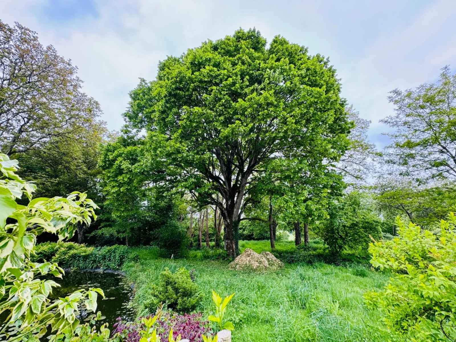 Mare et grands arbres du parc de Maison Oiserie, Perche